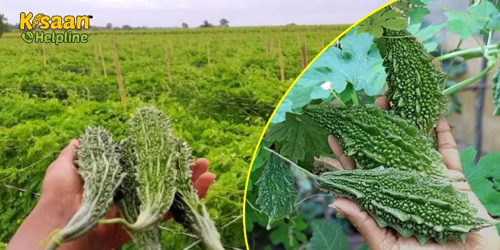 गर्मी के मौसम में करेले की खेती करके कमाएं अच्छा मुनाफा